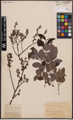 Salix aurita L. x Salix silesiaca Willd.